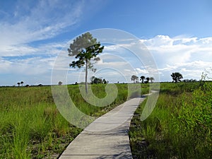 Hiking trail in the Everglades