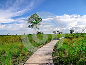 hiking trail in the Everglades