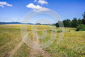 Hiking trail among flower covered meadows on the hills of north San Francisco bay