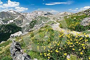 Hiking Trail Through Flowers of Colorado Mountains
