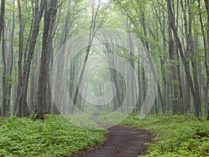 Hiking trail through foggy forest