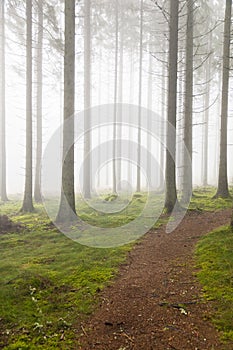 Hiking trail through a forest