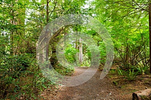 Hiking Trail through Forest along Lewis and Clark River