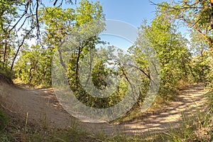 Hiking trail in the forest amid trees with slim trunks and vibrant green leaves