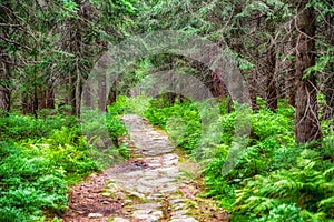 Hiking trail in forest