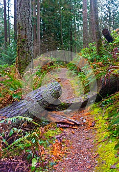 Hiking trail in forest with fallen tree