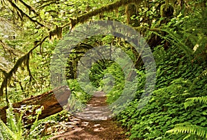 Hiking trail in forest with ferns and green plants