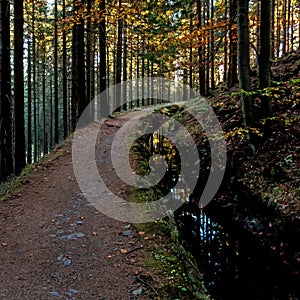 Hiking trail in the forest of the Harz mountains