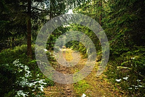 Hiking Trail in the forest. Hiking path  in  forest on a bright sunny day with tall pine trees, grass and moss