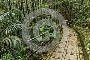 Hiking trail in a forest of Kinabalu Park, Sabah, Malays