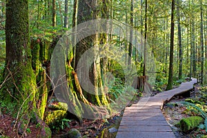 Hiking Trail Through Forest in Lynn Canyon Park Vancouver BC Canada