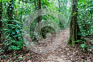 Hiking trail a a forest of National Park Laguna Lachua, Guatema photo