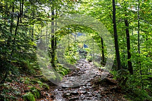 Hiking trail in a forest near Barania Gora Mountain in Beskid Slaski in Poland