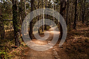 Hiking trail through a forest in Point Lobos, Carmel, California