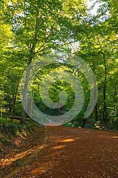 Hiking trail in the forest. Recreational areas vertical background photo