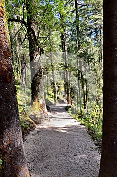 Hiking trail through a forest at the Sierra Chincua Monarch Butterfly Sanctuary photo