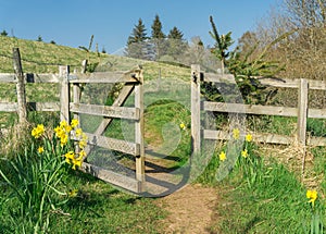 Hiking trail through gate and flowers. Road to success. Springtime.