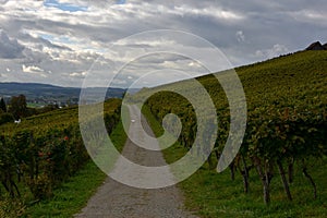 A hiking trail going through autumn vineyard in town Weinfelden, canton Thurgau in Switzerland. photo