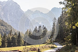 Hiking trail going through a pin and fir wood forest in the middle of an alpine mountain background in the julian alps in slovenia