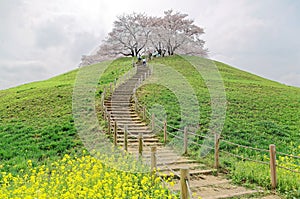 A hiking trail going up to the hilltop with beautiful sakura tree blossoms and green grassy meadows
