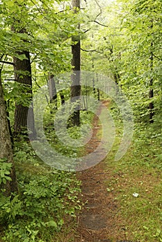 Hiking trail through Governor Knowles State Forest, Wisconsin photo