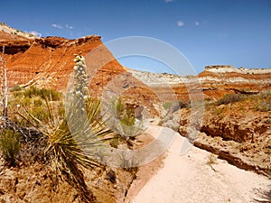 Hiking Trail Grand Staircase Escalante, Utah