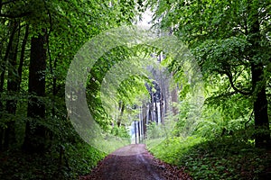 Dirt road in green wet forest, spring season nature