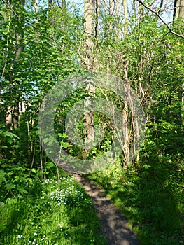 Hiking trail in the green wood