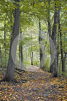 Hiking Trail at High Cliff State Park, Sherwood, Wisconsin