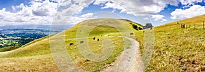 Hiking trail through the hills of south San Francisco bay area; cattle grazing on the hillsides, San Jose visible in the photo