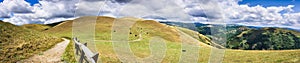 Hiking trail through the hills of south San Francisco bay area; cattle grazing on the hillsides; San Jose, California