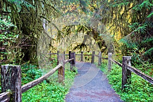 Hiking trail in Hoh Rainforest