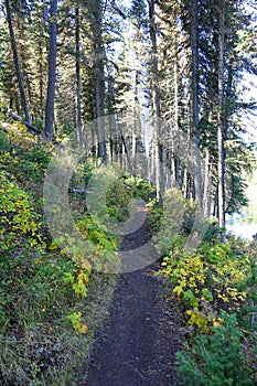 Hiking Trail - Island Park, Idaho