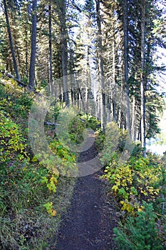 Hiking Trail - Island Park, Idaho photo
