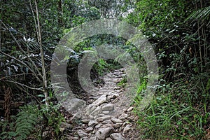 A hiking trail at Jubilee Creek, a picnic spot in the Knysna Forest near Knysna, South Africa