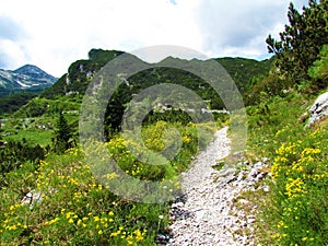 Hiking trail leading through alpine landscape with yellow Genista radiata flowers
