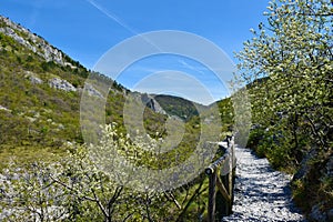 Hiking trail leading past white blooming trees in spring in Val Rosandra or Glinscica valley photo