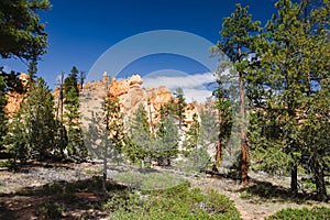 Hiking trail leading through stunning red sandstone hoodoo formations in Bryce Canyon National Park in Utah, USA