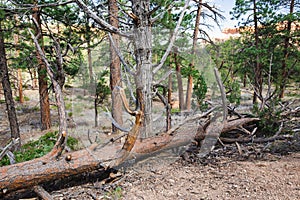 Hiking trail leading through stunning red sandstone hoodoo formations in Bryce Canyon National Park in Utah, USA