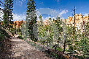 Hiking trail leading through stunning red sandstone hoodoo formations in Bryce Canyon National Park in Utah, USA