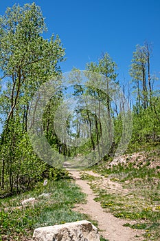 Hiking trail leading to a forest of trees in New Mexico.