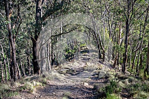 Hiking trail through the Lerderderg State Park, Victoria, Australia