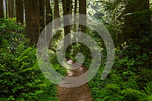 A hiking trail lined with ferns curves through a dense green lush forest towards a sunlit opening