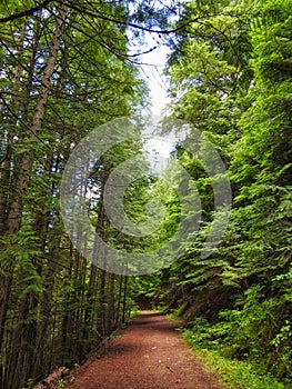 Hiking Trail Lined with Pine Trees