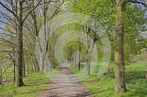 Hiking trail lined by trees along meadows in the Flemish contryside