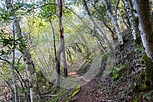 Hiking trail lined up with Bay Laurel trees Californica Umbellularia, Uvas Canyon County Park, Santa Clara county, California