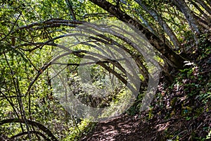 Hiking trail lined up with Bay Laurel trees Californica Umbellularia, Uvas Canyon County Park, Santa Clara county, California