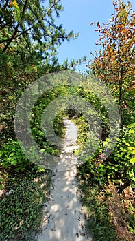 Hiking Trail Through Lush Green Forest