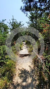 Hiking Trail Through Lush Green Forest