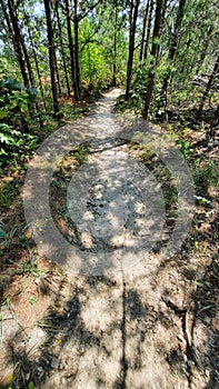 Hiking Trail Through Lush Green Forest